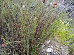 Hypodiscus aristatus male plant